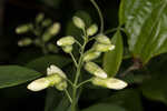 Apalachicola wild indigo